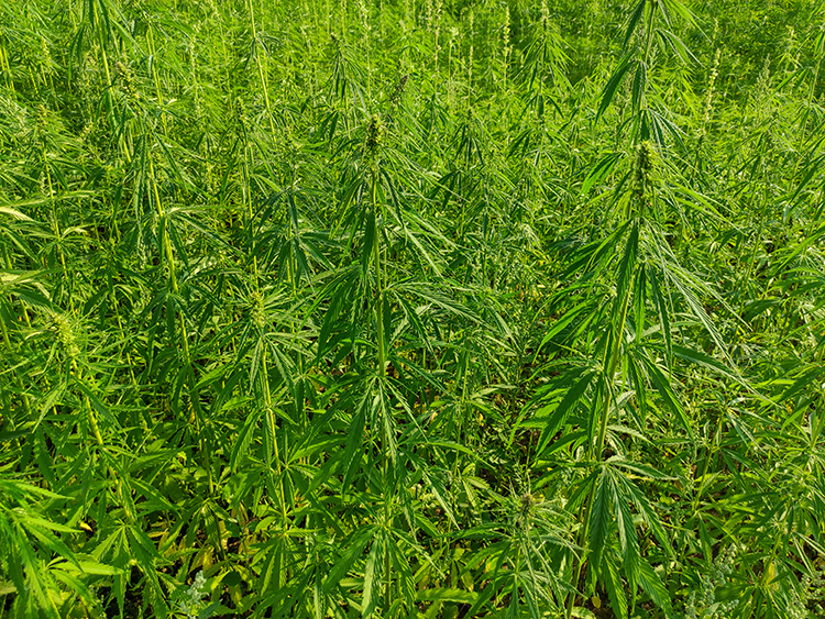 Jordbruksfält av hampa eller cannabis.Växande enårig örtartad blommande växt för industriella behov.